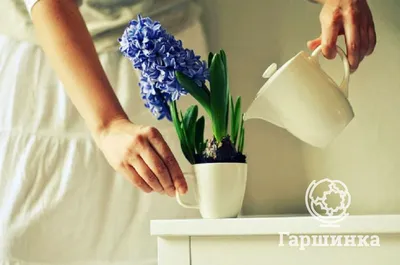 Гиацинт Пёрпл Сенсейшн (Hyacinthus Purple Sensation) - Луковицы гиацинтов -  купить недорого гиацинты в Москве в интернет-магазине Сад вашей мечты