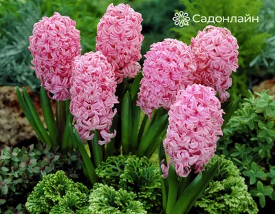 Гиацинт Блю Трофи (Hyacinthus Blue Trophy) - Луковицы гиацинтов - купить  недорого гиацинты в Москве в интернет-магазине Сад вашей мечты