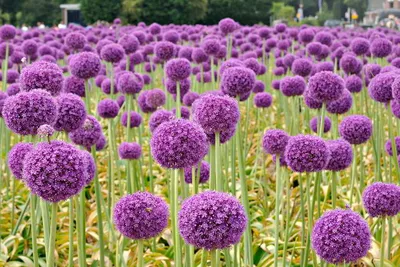 Allium giganteum / Лук гигантский | Атлас цветущих растений