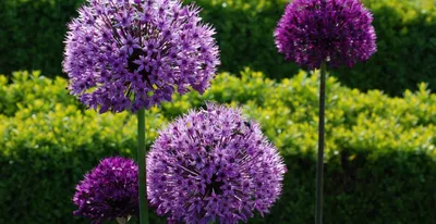 Лук декоративный (Аллиум) Гигантеум / (Allium giganteum) - Аллиумы  (Декоративные луки) - купить недорого аллиум в Москве в интернет-магазине  Сад вашей мечты