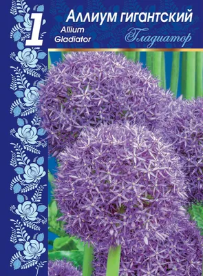 Купить онлайн Лук гигантский Титан (Allium giganteum Regel) 1 уп. ( 1шт.)  фракция 18/20 559 руб - интернет магазин - заказ и доставка в Москве,  Санкт-Петербурге, России и СНГ