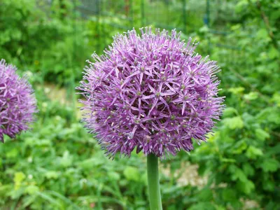 Лук Гигантский (Allium giganteum) - «Огромные сиреневые шары, парящие над  весенним огородом + Самая ранняя луковая зелень» | отзывы