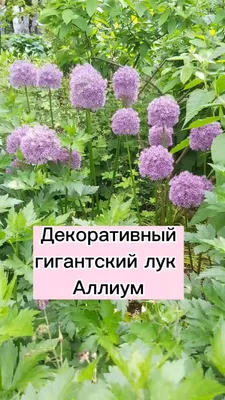 Лук исполинский (Allium giganteum) - PictureThis