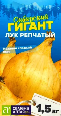 100шт новых редкий цветок гигантских лук семян Лук исполинский красивый  семян Bonsa дома цветник | Plants, Flowers, All things purple