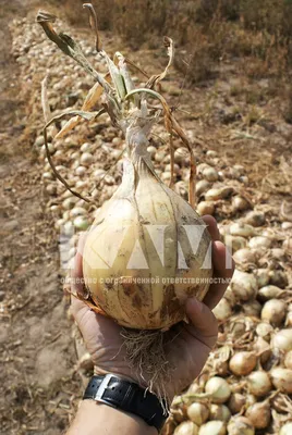 Алий Гигантский Лук Allium Giganteum — стоковые фотографии и другие  картинки Без людей - Без людей, В цвету, Вертикальный - iStock