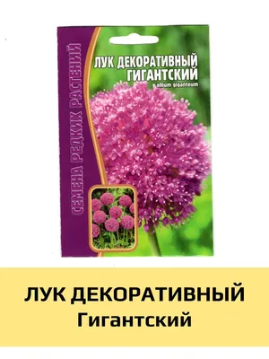 Лук Гигантский (Allium giganteum) - «Огромные сиреневые шары, парящие над  весенним огородом + Самая ранняя луковая зелень» | отзывы