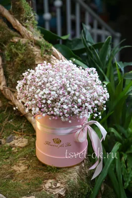 Стильные цветы Гипсофила ползучая «Розовый Сон» семена