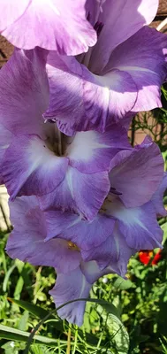 Gladioli, Olympic Flame | Gladiolus, Plants, Garden