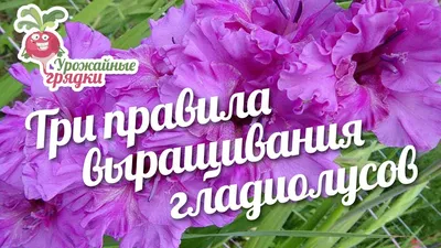 Гладиолусы 'Оскар' - 5 луковиц - – Garden Seeds Market | Бесплатная доставка