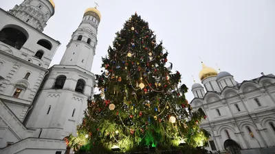 Главная елка Беларуси стала одной из самых высоких в СНГ | tochka.by