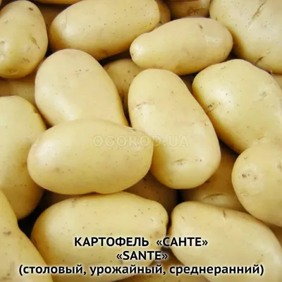 Голландские сорта картофеля Агрико купить в Украине | Веснодар