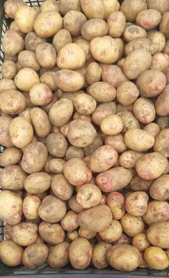 Клубни картофеля «Санте», ТМ «ЧерниговЭлитКартофель» - 17 кг (мешок/сетка)  купить недорого в интернет-магазине семян OGOROD.ua