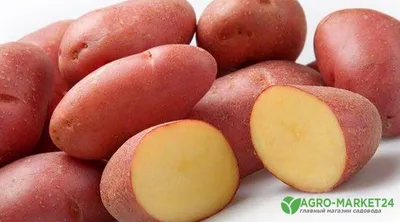 Семена Картофеля Электра✔️Семенной Картофель На Посадку