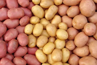 Сорта картофеля для различных регионов страны | prodachnika.com | Дзен