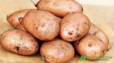 Семена Картофеля Кристина✔️Голландский Картофель На Посадку
