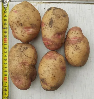 В Сурхандарьинской области Узбекистана уже в середине февраля соберут  первый урожай раннеспелого картофеля