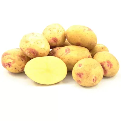 Голландские сорта картофеля Агрико купить в Украине | Веснодар