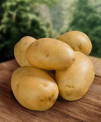 Продам СЕМЕННОЙ картофель - IPM Potato - элитные сорта картофеля из  Голландии, Одесская обл., Картофель — Agrotorg