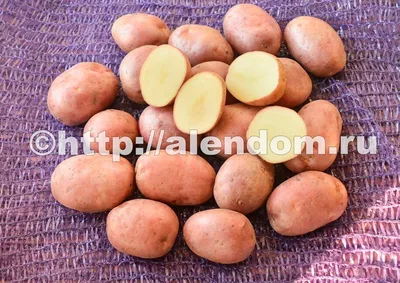 Семенной картофель Фламенко, Голландия купить - Компания ФОРСАГРО