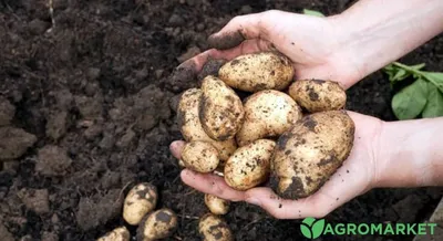 Семенной картофель редких сортов. Сбор заказов на весну 2021 - YouTube