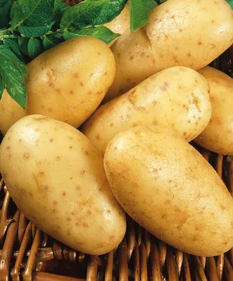 Популярные сорта картофеля: достоинства и недостатки