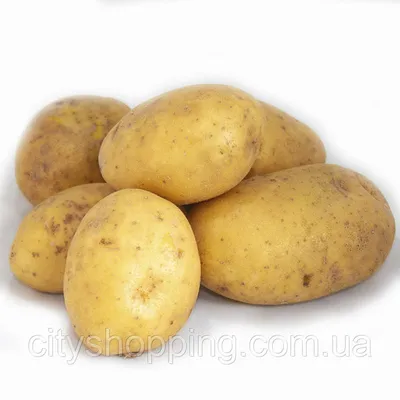 Характеристика и выращивание картофеля «Ривьера» - Яблуком