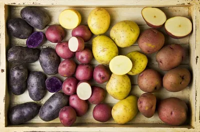 Виды и сорта картофеля по срокам созревания, цвету, назначению