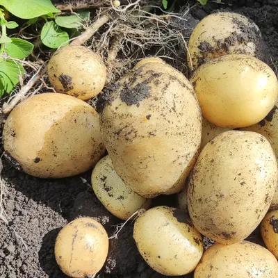 Семенной картофель Ранний посадочный картофель голландский Семенная  картошка сорта СОРАЯ 1 репродукции (ID#1592187004), цена: 34 ₴, купить на  Prom.ua