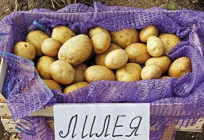 Семенной картофель Маверик (Голландия 1 репродукция) ➤ купить Семенной  картофель Маверик (Голландия 1 репродукция) - \"Насіння Експерт\"