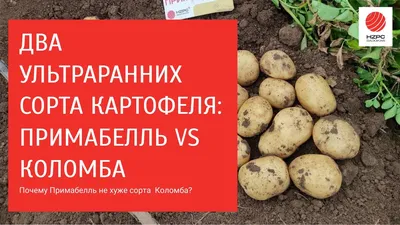 Виды картофеля: какой выбрать на посадку? | Дачные советы от PartPrice.ru |  Дзен