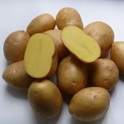 Два ультраранних сорта картофеля Коломба и Примабелль. В чем отличие? -  YouTube