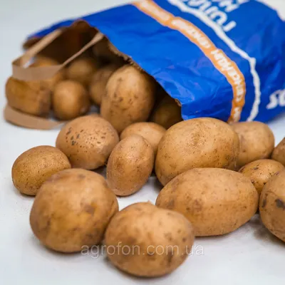 Покупайте голландские сорта картофеля с доставкой