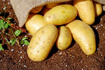 Голландские Семена Картофеля СЕНСЕЙШН 5 кг (ID#1684765146), цена: 250 ₴,  купить на Prom.ua