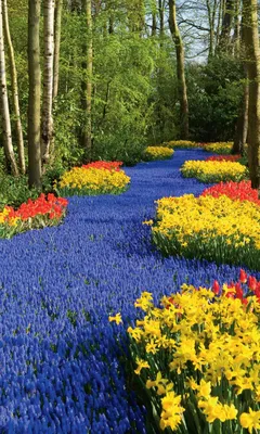 Голландские сады, разновидности цветов которые в них растут, о тюльпанах и  ветряных мельницах в Голландии. | Парки мира | Ландшафт | АССбуд —  строительный портал