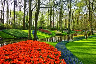 Ландшафтный дизайн в голландском стиле — выбор растений, планировка