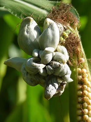Головня кукурузы фото фото