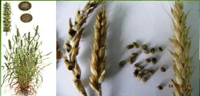 Головня пшеницы фото фотографии