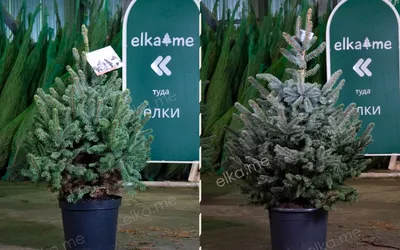 Купить искусственную елку в Украине - Литая искусственная голубая елка Vip  Tree 210 см | Искусственная литая ель