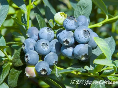 Саженцы Голубика садовая `Brigitta Blue` из питомника растений Гринстрана  купить по цене от 850 рублей | Описание, фото, доставка, консультация —  Гринстрана.ру