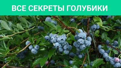 УКР ЛАНДШАФТ ПАРК - Голубика - ягода которая заслуживает место в Вашем саду.  Мы подобрали 7 интересных фактов о ягоде: 1. Голубика не является  привередливым растением, для того чтобы она хорошо себя