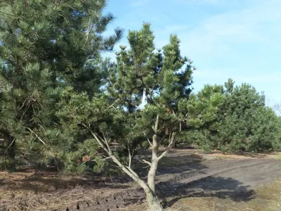 Сосна горная Ротундата. (Pinus mugo Rotundata) С1,5 купить в  интернет-магазине ЦВІТСАД с доставкой по Украине