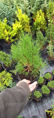 Сосна горная Пумилио (pinus mugo pumilio) 🌿 сосна Пумилио обзор: как  сажать саженцы сосны Пумилио - YouTube