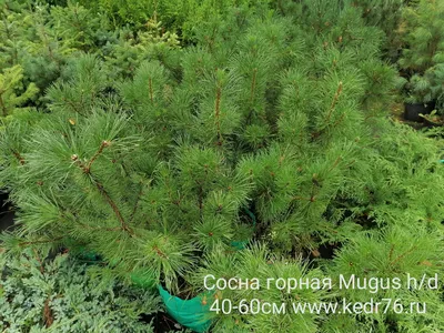 Сосна горная Пумилио (Pinus mugo Pumilio) купить