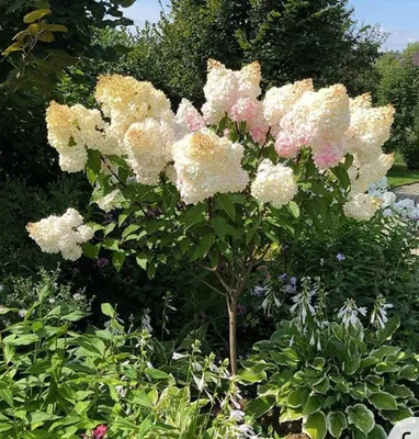 Гортензии и розы в моём дворике 3 сентября 🌿🌿🌿🌹🌹🌹 - YouTube