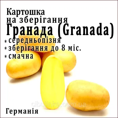 Семенной картофель Гранада, I-я репродукция: продажа, цена в Винницкой  области. Семена и рассада овощных культур от \"Картопля Поділля\" - 1492536425