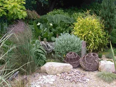 Гравийный сад: как сделать своими руками, выбор растений и материалов  отсыпки, фото