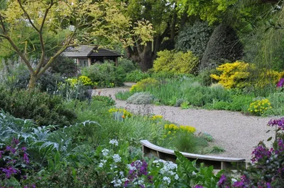 Гравийный сад: как сделать своими руками, выбор растений и материалов  отсыпки, фото