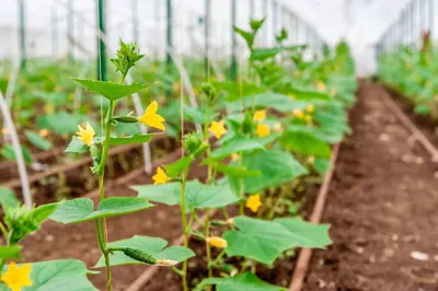 Желаем вам красивых грядок и богатого урожая!🥒🥒🥒 #огурцы  #seedspost_ru_ins #грядка #шпалера #огурцы | Instagram