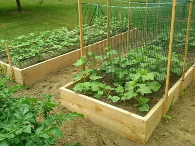 Как сделать грядку для огурцов | Diy garden trellis, Cucumber trellis,  Garden trellis