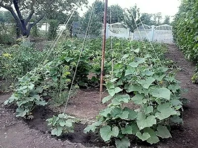 🍅Выращивание огурцов в открытом грунте: рассада не нужна. Как подготовить  грядку под огурцы в открытом грунте